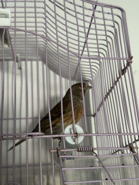 Vand sau schimb bastard se pietrusel cu canar