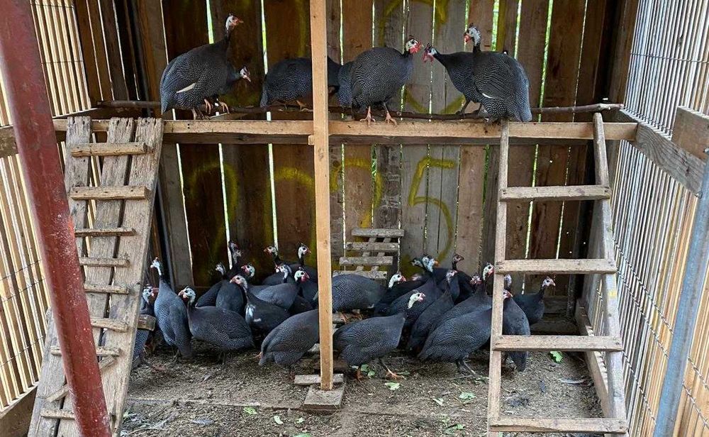 Bibilici de casa