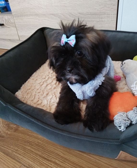 Shih-poo /Ши ПУ момиченце