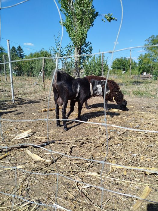 Piese unice la preț redus