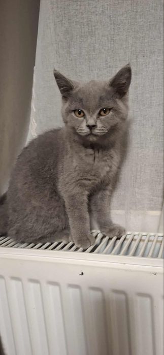 British shorthair