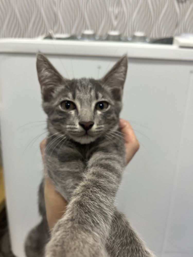 Кошка Ищет хозяина