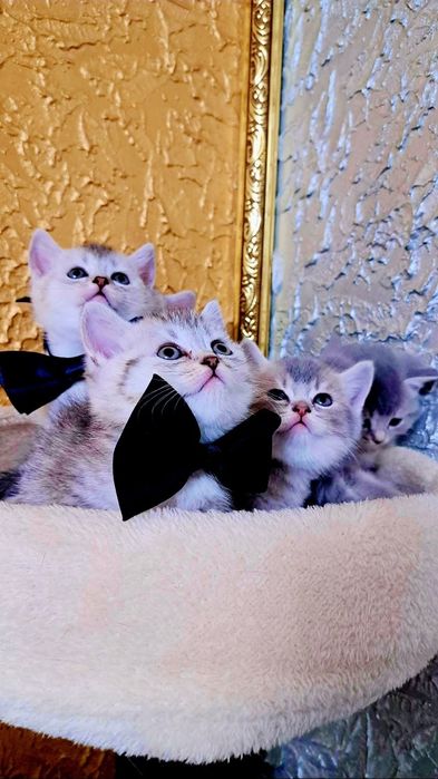 Vand pisici british shortair