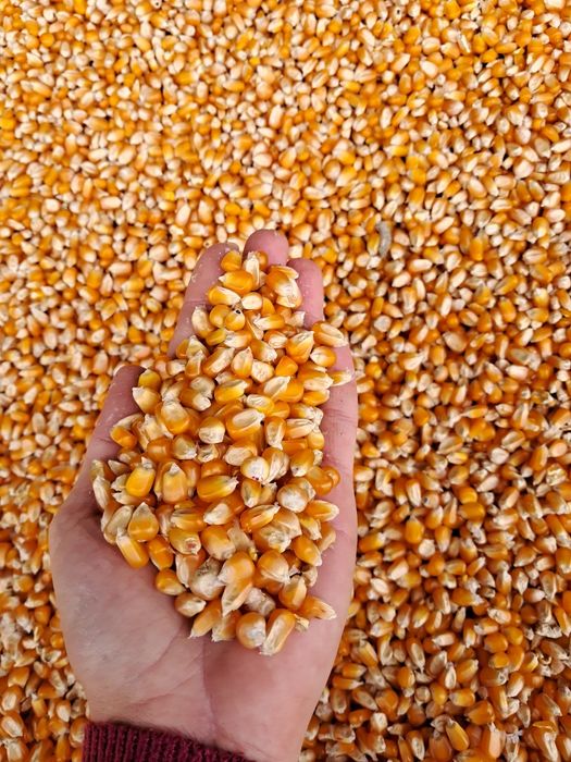 De vanzare porumb boabe