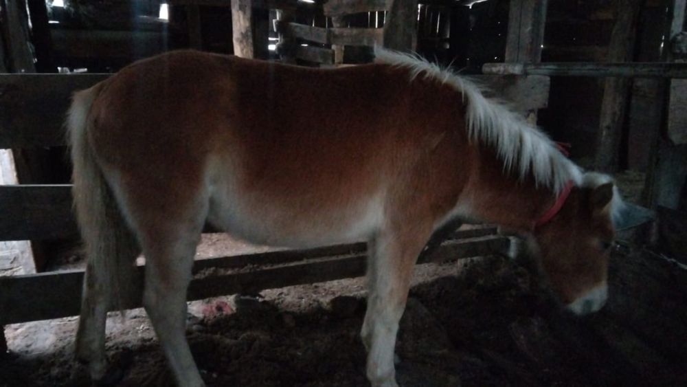 Семиз жабагы еркек