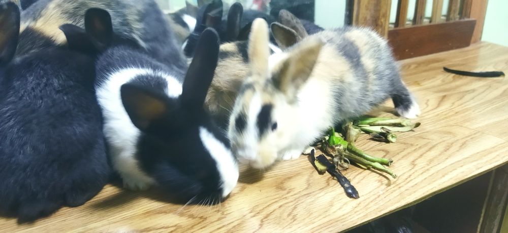 Quyon bollari sotiladi galland panda