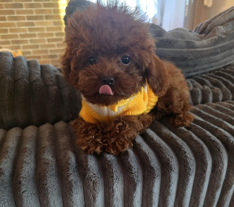 Резервирано!Той пудел/Toy poodle всички ваксини плюс ваксина за бяс