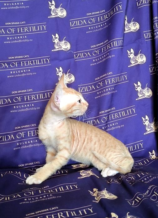Донски Сфинкс чистокръвно момченце браш