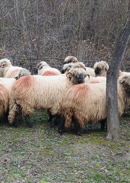 Vând 10 oi și un berbec.