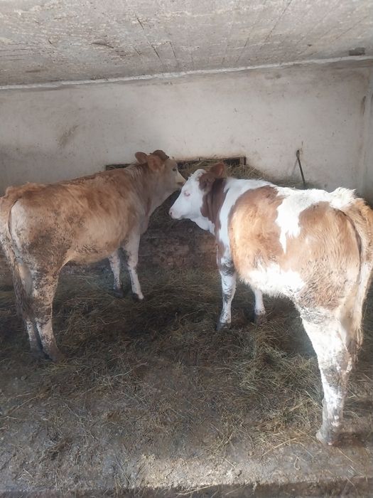 Vând 2 vitele balțate