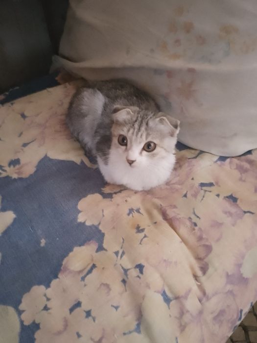 Породистый котенок пишак