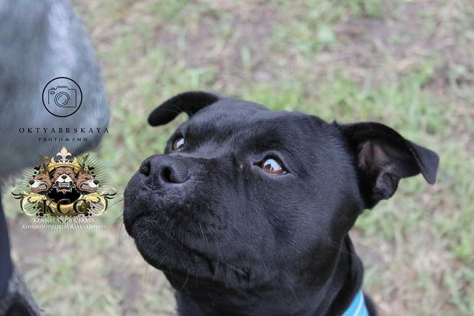 Dresaj canin orice rasă si vârstă