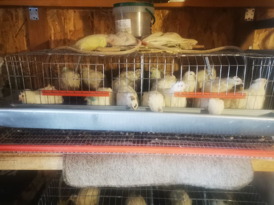 Vând prepelite tineret