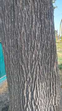 Дерево Дуб 60-70 летний