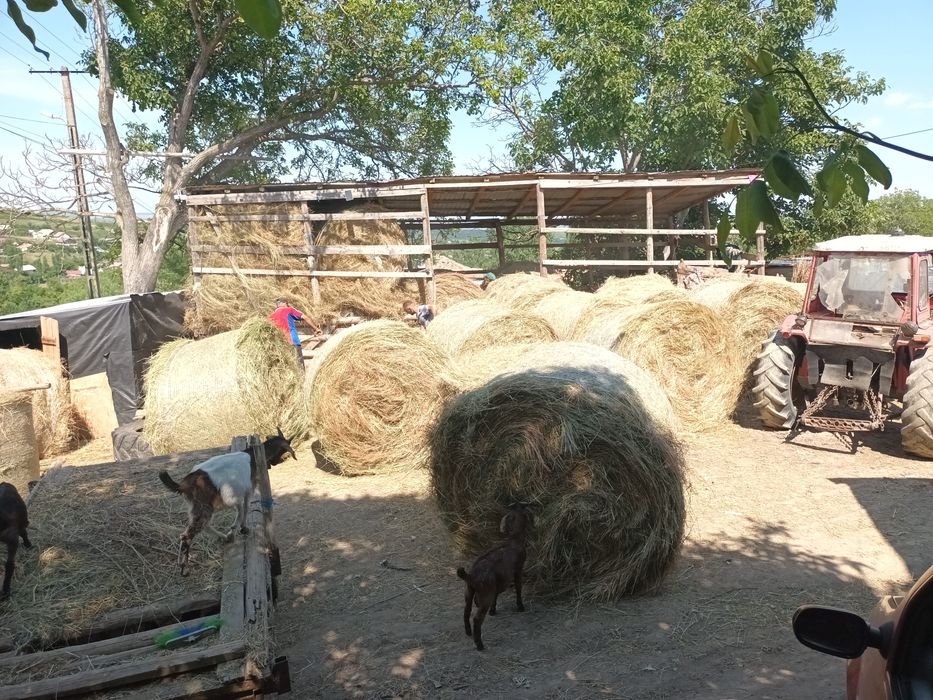 Baloti rotunzi de fan de foarte bună calitate