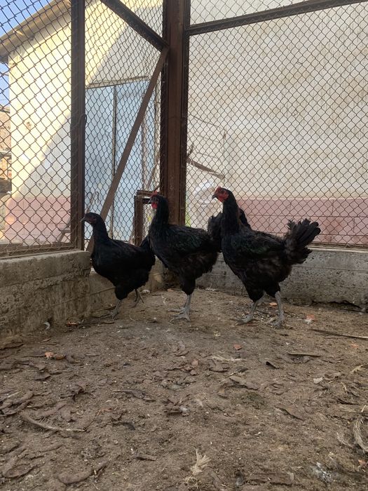 Джерси гигант сатылады