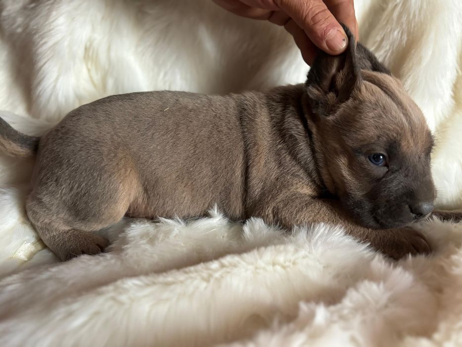 Catei cane corso formentino