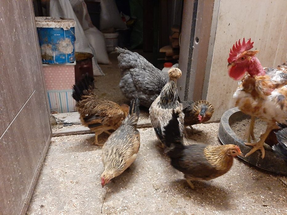 Găini pitice 5 bucati