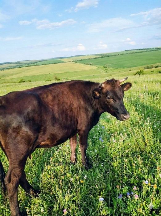 Продам телок полтора года на мясо стоят на откорме вес тушы 120-140 кг