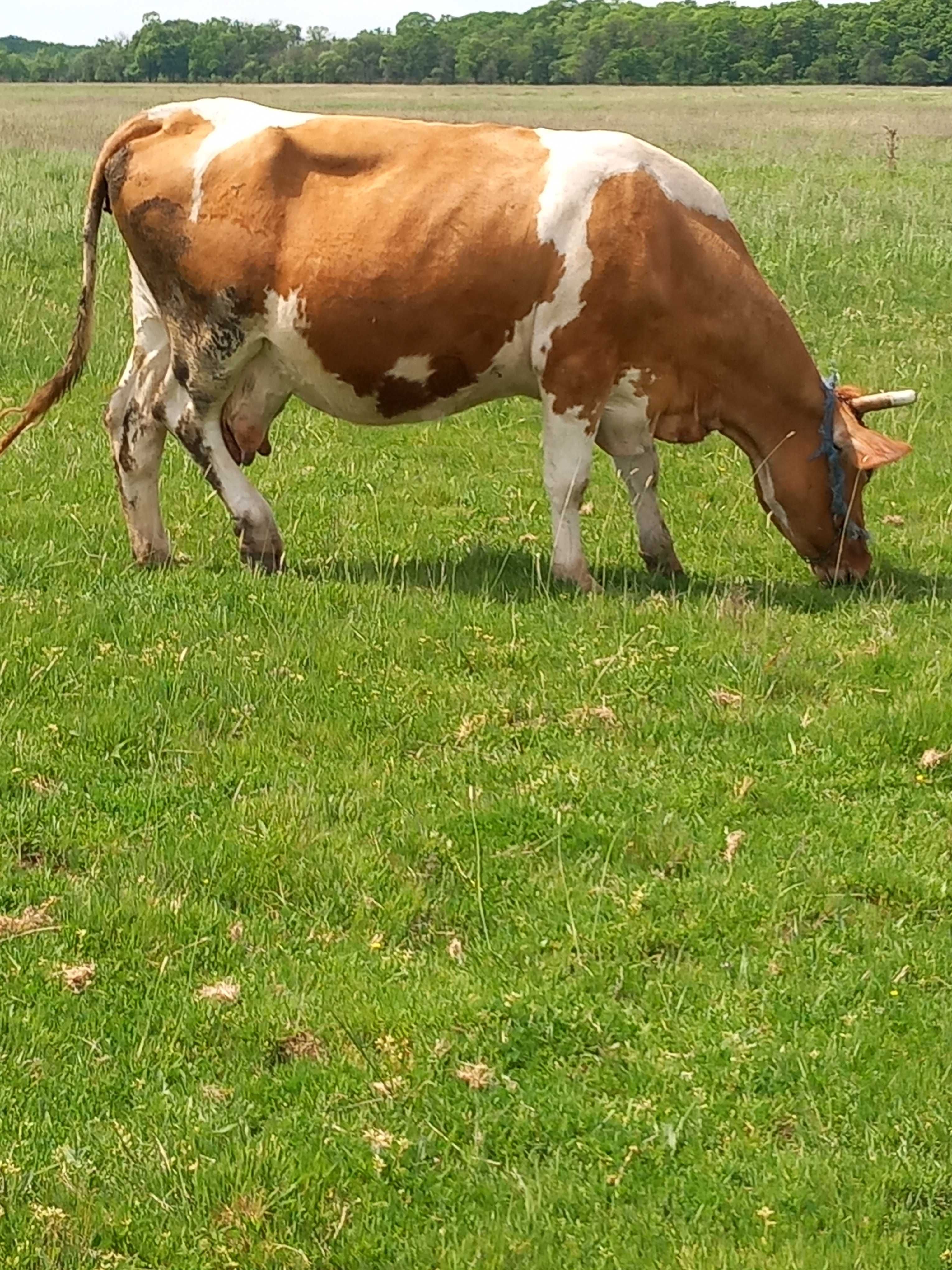 Vaca gestantă bună de lapte