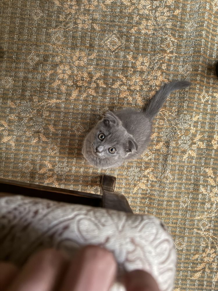 Scottish fold sotiladi 3 oylik
