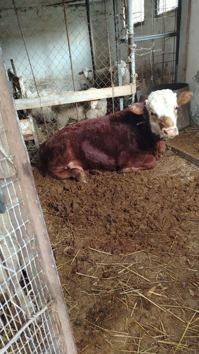 Бука откормда тур