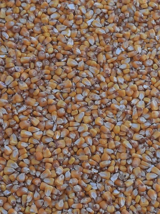 Vând porumb românesc.