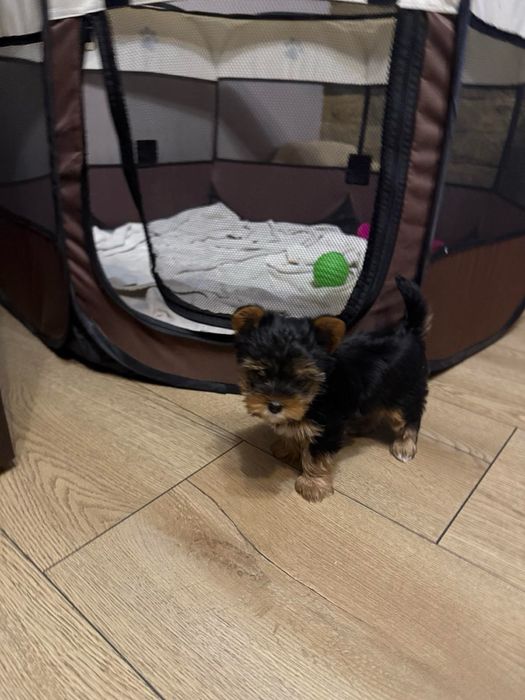 Мини йокширски териер / Мини йорки