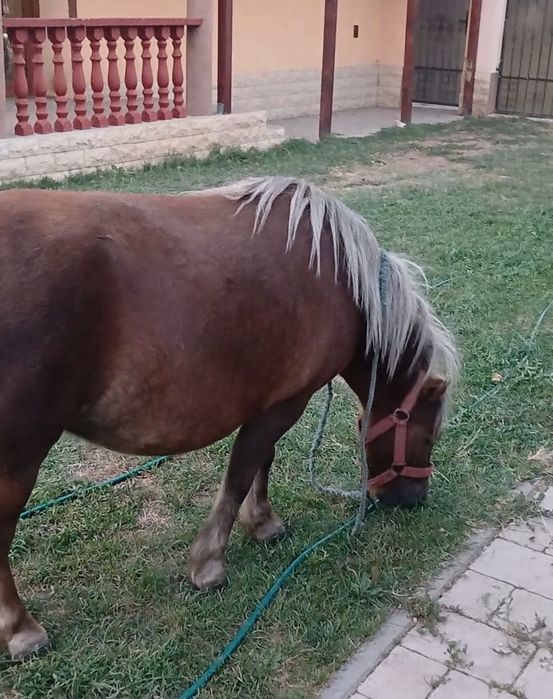 Poneita deosebita