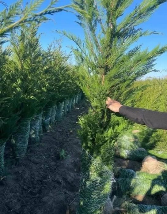 Vând plante ornamentale tuia smarand tuia Leylandii