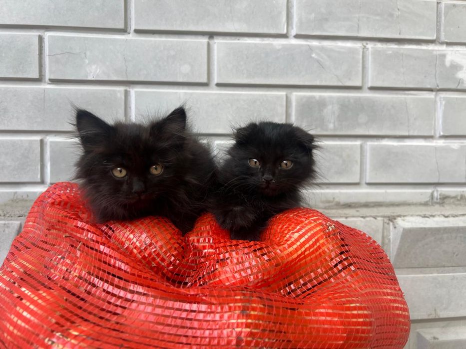 Котята в добрые руки.