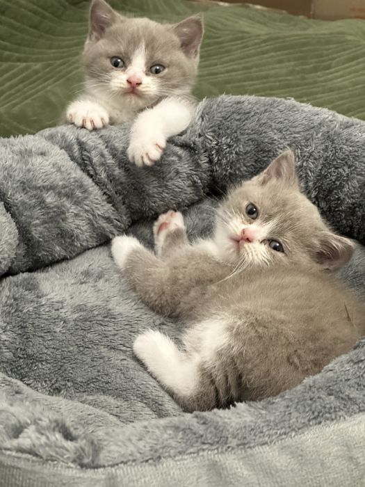 Продам британских котят