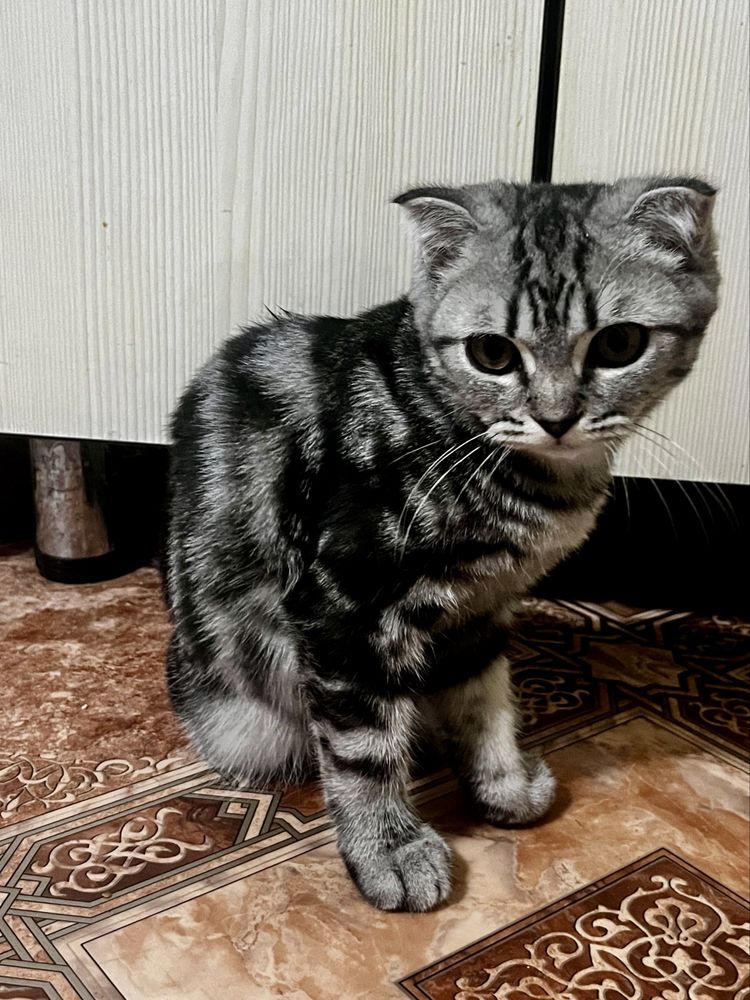 Шотландская вислоухий (девочка)