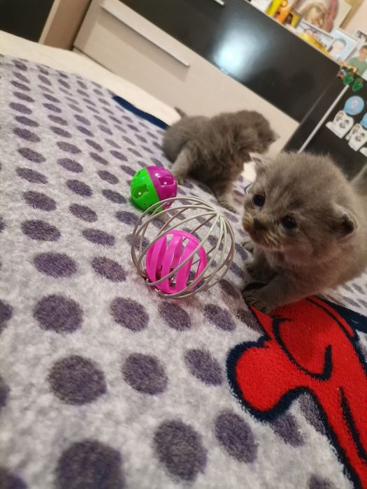 Pufos in cautare de iubire