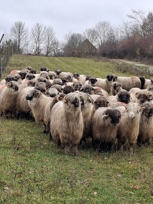 De vanzare 5 oi bucalai