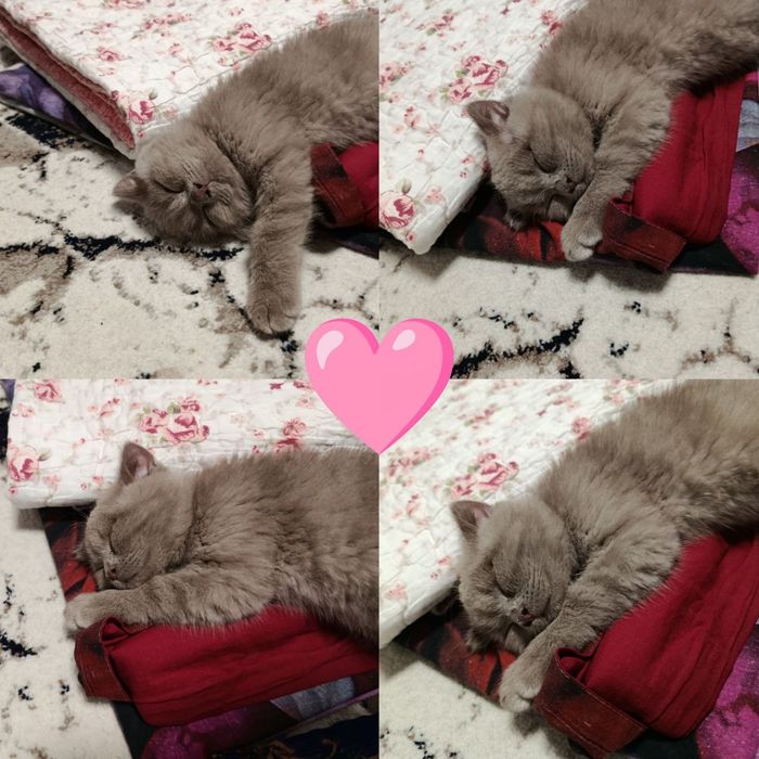 Продаётся активная кошка