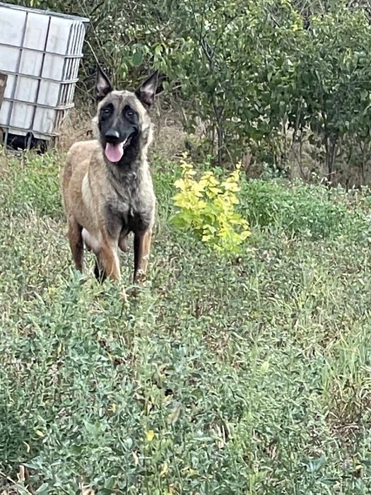 Белгийска овчарка -Малиноа