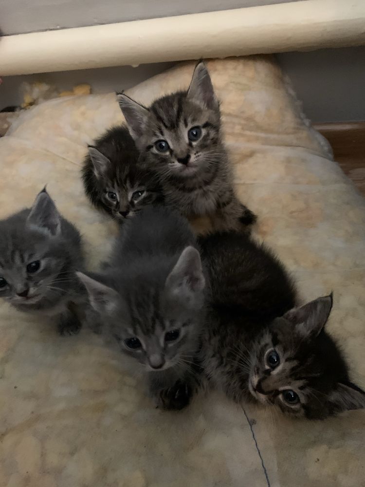 Котята в хлрошие руки