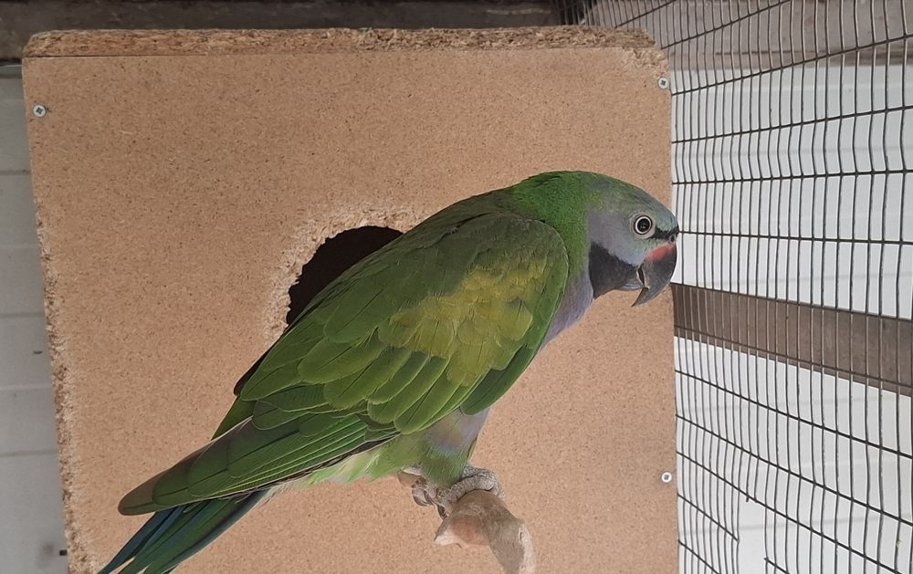 Папагали Китайски Александър/двойка