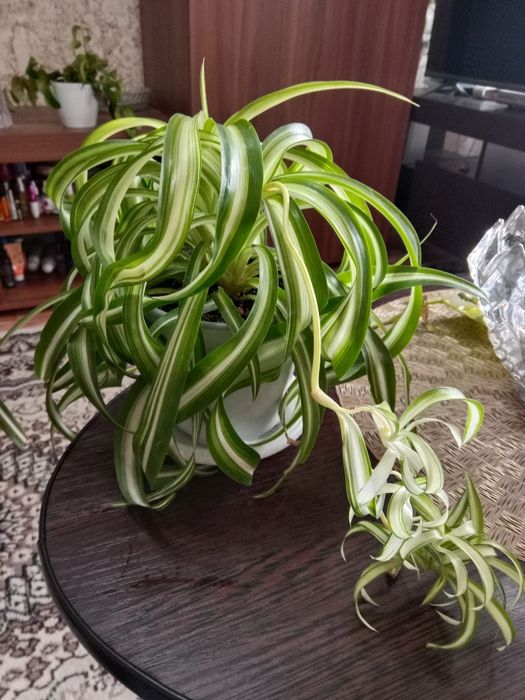 Хлорофитум хохлатый продам