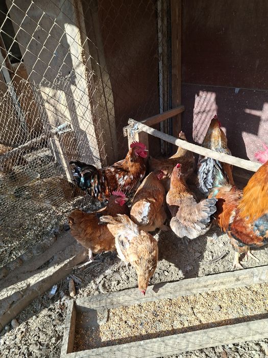 Петухи кученские