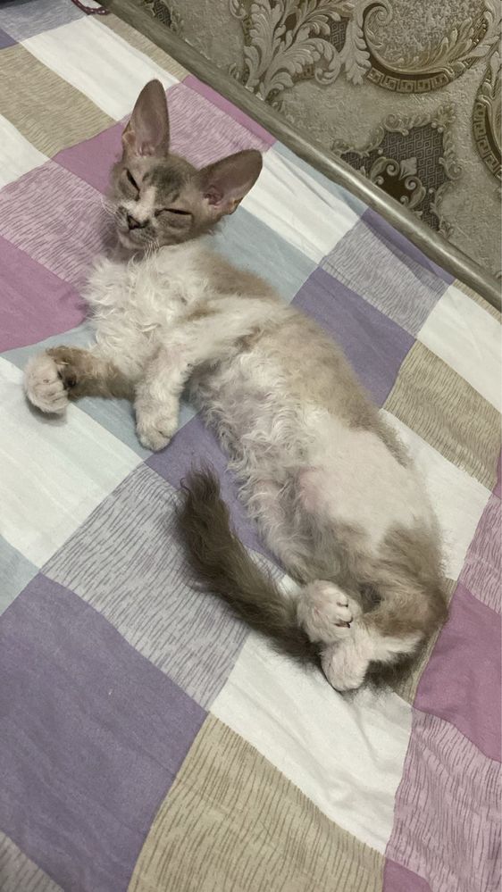 Девон рекс котенок