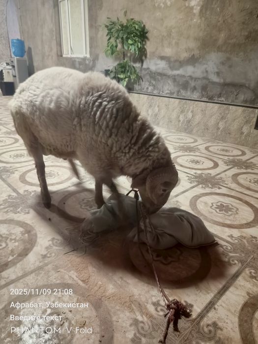 Кучкор сотилади 2 ешар