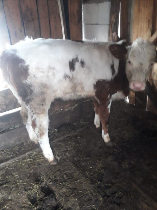 Vitea baltata romaneasca