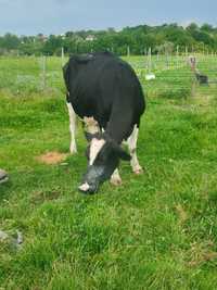 Vaca Holstein frisoana import Italia