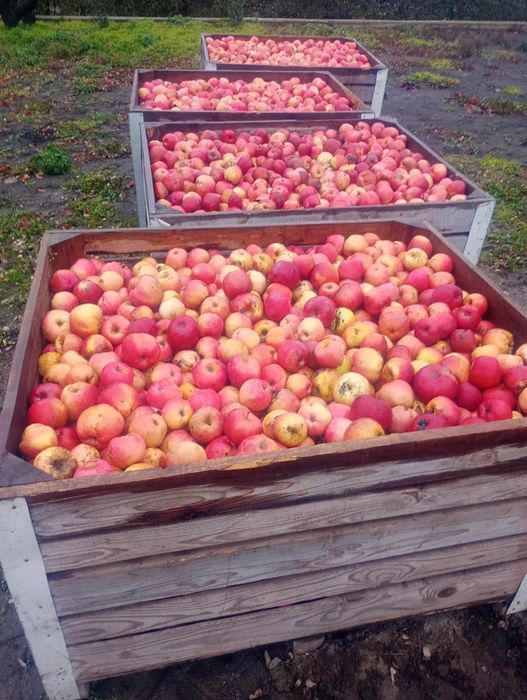Mere căzătură pentru industrie