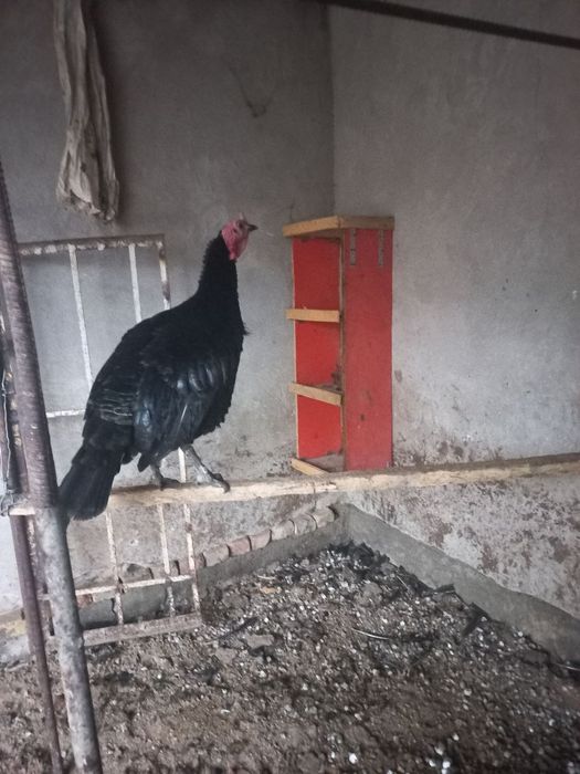 Индук 1.5г  7 кг