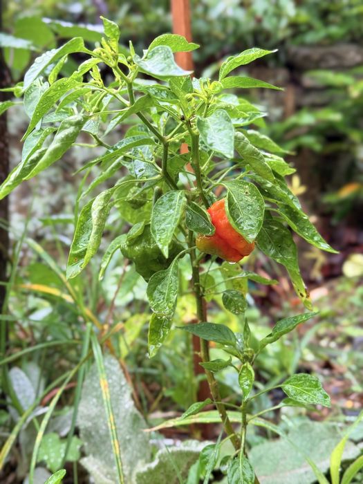 Предварителните поръчки за разсад от люти чушки вече са отворени.
