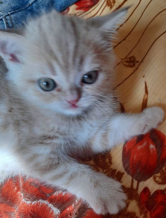 Котята Скоттиш-страйт