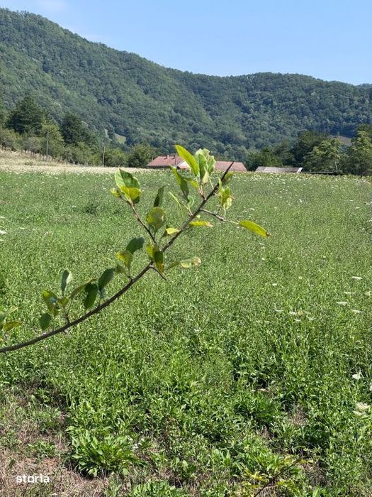 Teren 3600 mp Cheile Nerei – Peisaj de poveste! Oportunitate excelen